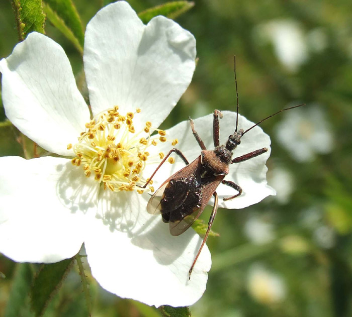 Rhynocoris erythropus ?